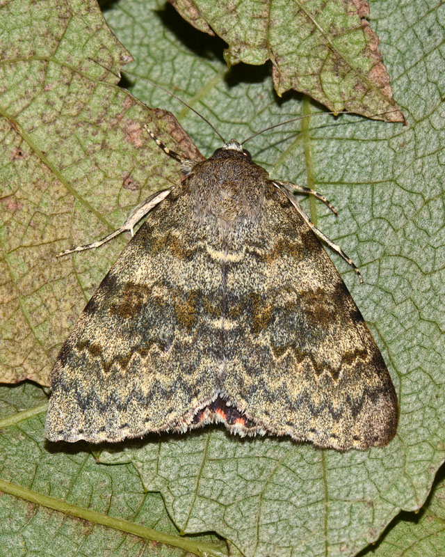 Noctuidae Catocala elocata ? - Sì
